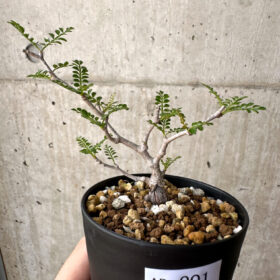 【現品限り】オペルクリカリア・パキプス 根挿し【AD1】 Operculicarya pachypus【植物】塊根植物 夏型 コーデックス