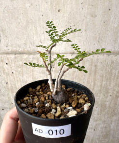 【現品限り】オペルクリカリア・パキプス 根挿し【AD10】 Operculicarya pachypus【植物】塊根植物 夏型 コーデックス