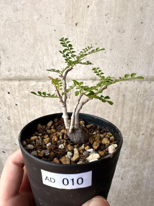 【現品限り】オペルクリカリア・パキプス 根挿し【AD10】 Operculicarya pachypus【植物】塊根植物 夏型 コーデックス