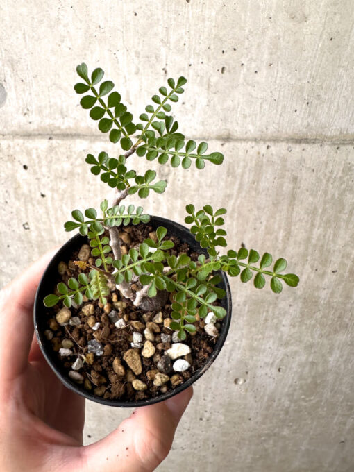 【現品限り】オペルクリカリア・パキプス 根挿し【AD10】 Operculicarya pachypus【植物】塊根植物 夏型 コーデックス - 画像 (2)