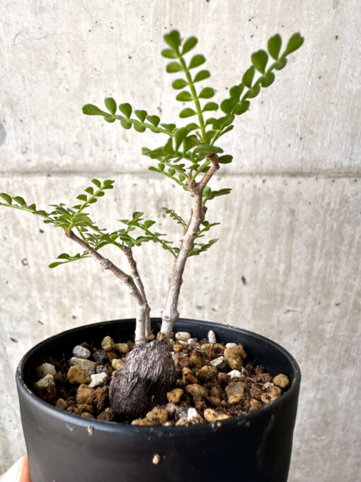 【現品限り】オペルクリカリア・パキプス 根挿し【AD10】 Operculicarya pachypus【植物】塊根植物 夏型 コーデックス - 画像 (3)