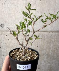 【現品限り】オペルクリカリア・パキプス 根挿し【AD11】 Operculicarya pachypus【植物】塊根植物 夏型 コーデックス