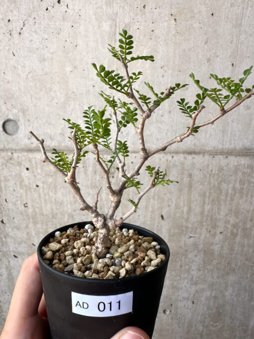 【現品限り】オペルクリカリア・パキプス 根挿し【AD11】 Operculicarya pachypus【植物】塊根植物 夏型 コーデックス
