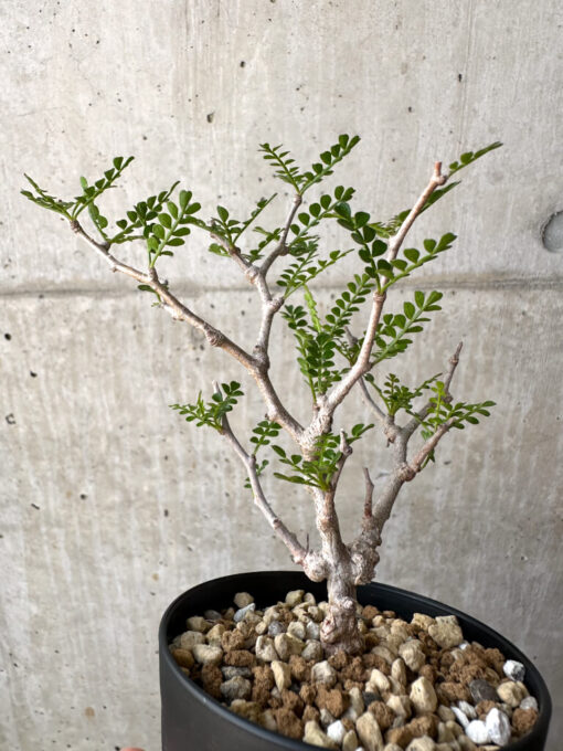 【現品限り】オペルクリカリア・パキプス 根挿し【AD11】 Operculicarya pachypus【植物】塊根植物 夏型 コーデックス - 画像 (3)