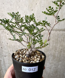 【現品限り】オペルクリカリア・パキプス 根挿し【AD12】 Operculicarya pachypus【植物】塊根植物 夏型 コーデックス
