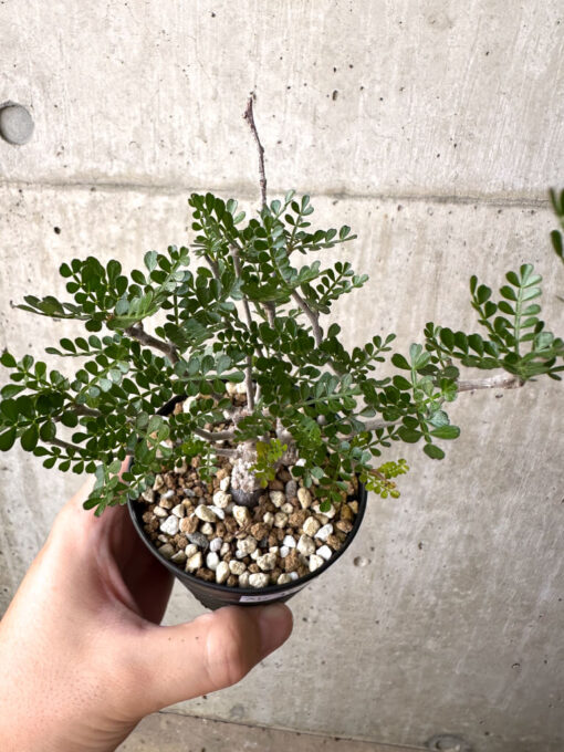 【現品限り】オペルクリカリア・パキプス 根挿し【AD12】 Operculicarya pachypus【植物】塊根植物 夏型 コーデックス - 画像 (2)
