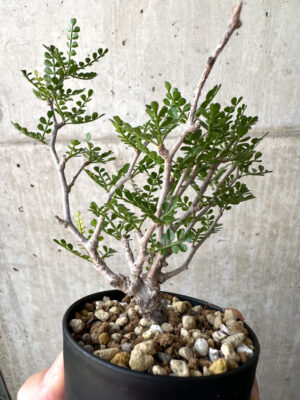 プラントブラザーズ