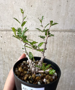 【現品限り】オペルクリカリア・パキプス 根挿し【AD13】 Operculicarya pachypus【植物】塊根植物 夏型 コーデックス