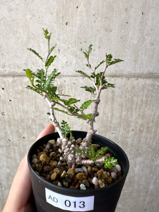【現品限り】オペルクリカリア・パキプス 根挿し【AD13】 Operculicarya pachypus【植物】塊根植物 夏型 コーデックス