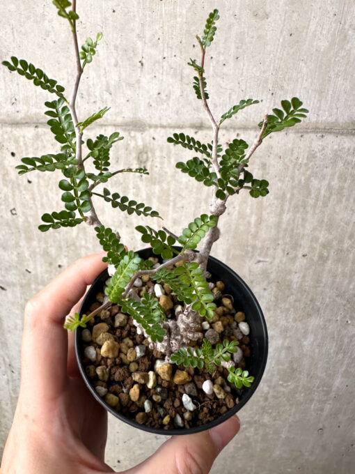 【現品限り】オペルクリカリア・パキプス 根挿し【AD13】 Operculicarya pachypus【植物】塊根植物 夏型 コーデックス - 画像 (2)