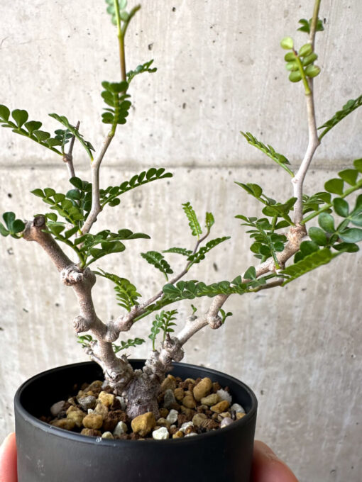 【現品限り】オペルクリカリア・パキプス 根挿し【AD13】 Operculicarya pachypus【植物】塊根植物 夏型 コーデックス - 画像 (3)