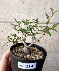 【現品限り】オペルクリカリア・パキプス 根挿し【AD14】 Operculicarya pachypus【植物】塊根植物 夏型 コーデックス