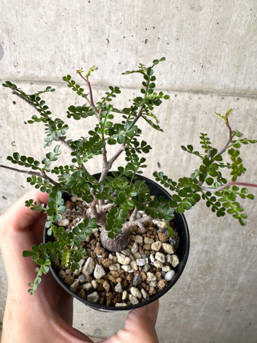 【現品限り】オペルクリカリア・パキプス 根挿し【AD14】 Operculicarya pachypus【植物】塊根植物 夏型 コーデックス - 画像 (2)
