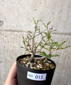【現品限り】オペルクリカリア・パキプス 根挿し【AD15】 Operculicarya pachypus【植物】塊根植物 夏型 コーデックス