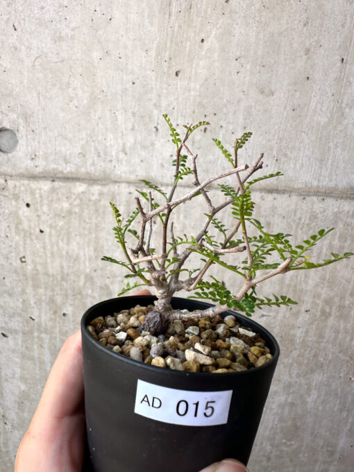【現品限り】オペルクリカリア・パキプス 根挿し【AD15】 Operculicarya pachypus【植物】塊根植物 夏型 コーデックス