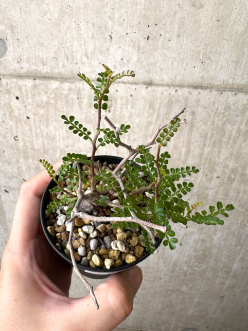 【現品限り】オペルクリカリア・パキプス 根挿し【AD15】 Operculicarya pachypus【植物】塊根植物 夏型 コーデックス - 画像 (2)
