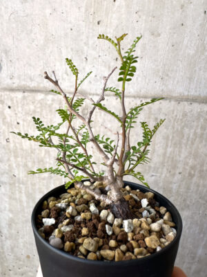 プラントブラザーズ