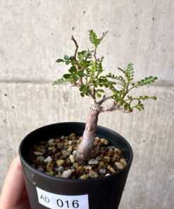 【現品限り】オペルクリカリア・パキプス 根挿し【AD16】 Operculicarya pachypus【植物】塊根植物 夏型 コーデックス