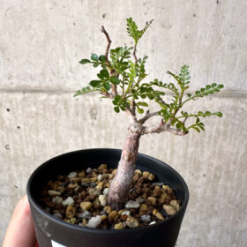 【現品限り】オペルクリカリア・パキプス 根挿し【AD16】 Operculicarya pachypus【植物】塊根植物 夏型 コーデックス