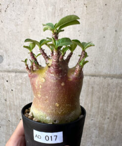【現品限り】アデニウム・アラビカム ブラックスキン【AD17】 Adenium arabicum ‘Black skin’【植物】塊根植物 夏型 コーデックス