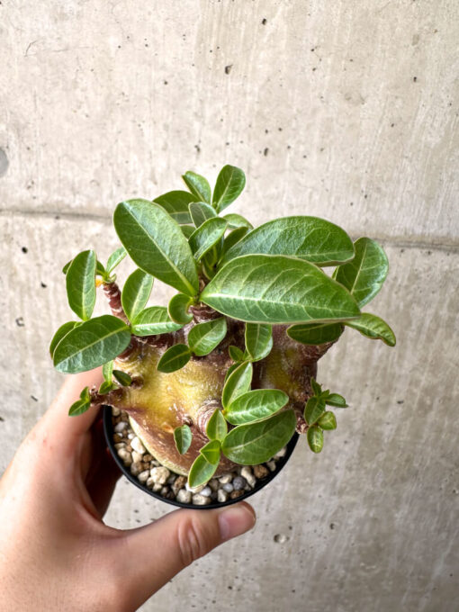 【現品限り】アデニウム・アラビカム ブラックスキン【AD17】 Adenium arabicum ‘Black skin’【植物】塊根植物 夏型 コーデックス - 画像 (2)