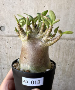 【現品限り】アデニウム・アラビカム ブラックスキン【AD18】 Adenium arabicum ‘Black skin’【植物】塊根植物 夏型 コーデックス
