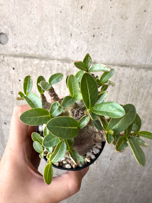 【現品限り】アデニウム・アラビカム ブラックスキン【AD18】 Adenium arabicum ‘Black skin’【植物】塊根植物 夏型 コーデックス - 画像 (2)