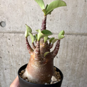 【現品限り】アデニウム・アラビカム ブラックスキン【AD19】 Adenium arabicum ‘Black skin’【植物】塊根植物 夏型 コーデックス