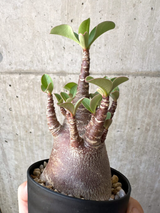 【現品限り】アデニウム・アラビカム ブラックスキン【AD19】 Adenium arabicum ‘Black skin’【植物】塊根植物 夏型 コーデックス - 画像 (3)