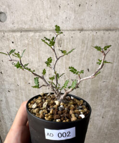 【現品限り】オペルクリカリア・パキプス 根挿し【AD2】 Operculicarya pachypus【植物】塊根植物 夏型 コーデックス