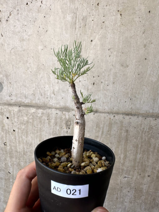 【現品限り】コミフォラ・クラウセリアーナ【AD21】 Commiphora kraeuseliana【植物】塊根植物 夏型 コーデックス