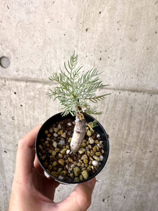 【現品限り】コミフォラ・クラウセリアーナ【AD21】 Commiphora kraeuseliana【植物】塊根植物 夏型 コーデックス - 画像 (2)