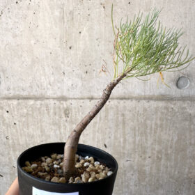 【現品限り】コミフォラ・クラウセリアーナ【AD22】 Commiphora kraeuseliana【植物】塊根植物 夏型 コーデックス