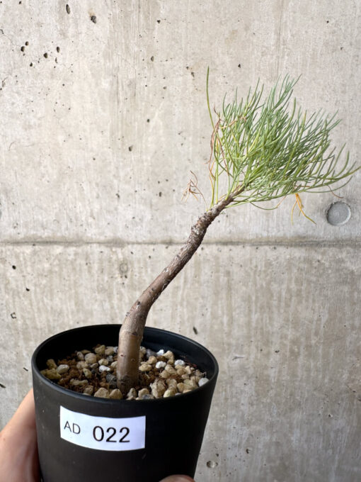 【現品限り】コミフォラ・クラウセリアーナ【AD22】 Commiphora kraeuseliana【植物】塊根植物 夏型 コーデックス