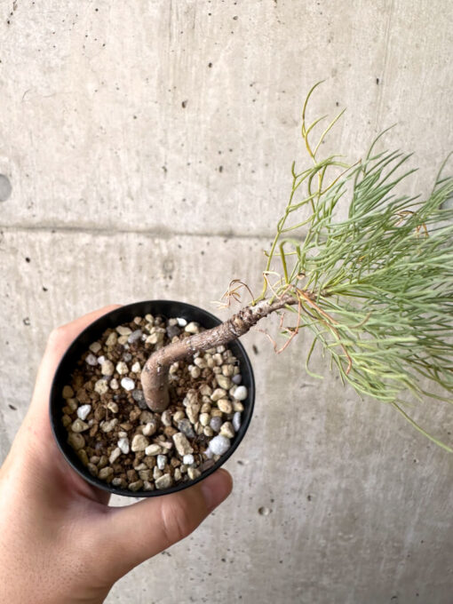 【現品限り】コミフォラ・クラウセリアーナ【AD22】 Commiphora kraeuseliana【植物】塊根植物 夏型 コーデックス - 画像 (2)