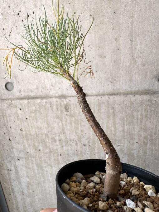 【現品限り】コミフォラ・クラウセリアーナ【AD22】 Commiphora kraeuseliana【植物】塊根植物 夏型 コーデックス - 画像 (3)