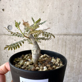 【現品限り】ボスウェリア・ネグレクタ 実生【AD23】 Boswellia neglecta【植物】塊根植物 夏型 コーデックス