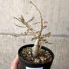 【現品限り】ボスウェリア・ネグレクタ 実生【AD24】 Boswellia neglecta【植物】塊根植物 夏型 コーデックス