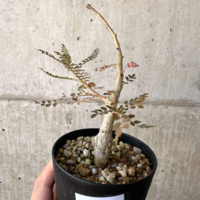 【現品限り】ボスウェリア・ネグレクタ 実生【AD24】 Boswellia neglecta【植物】塊根植物 夏型 コーデックス