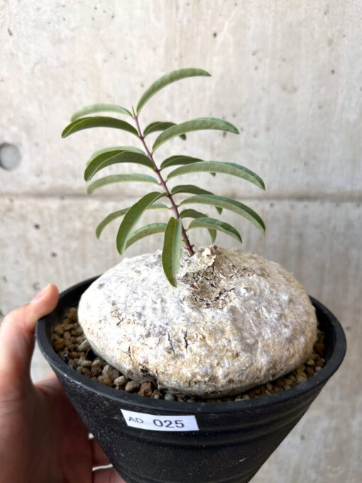 【現品限り】ラフィオナクメ・ベルチナ 現地株 発根済み【AD25】 Raphionacme velutina【植物】塊根植物 夏型 コーデックス