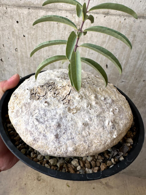 【現品限り】ラフィオナクメ・ベルチナ 現地株 発根済み【AD25】 Raphionacme velutina【植物】塊根植物 夏型 コーデックス - 画像 (3)