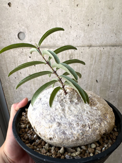 【現品限り】ラフィオナクメ・ベルチナ 現地株 発根済み【AD25】 Raphionacme velutina【植物】塊根植物 夏型 コーデックス - 画像 (5)
