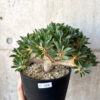 【現品限り】ユーフォルビア・ギラウミニアナ 実生 大株【AD26】 Euphorbia guillauminiana【植物】塊根植物 夏型 コーデックス