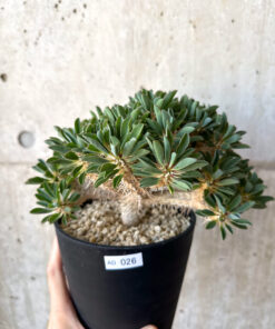 【現品限り】ユーフォルビア・ギラウミニアナ 実生 大株【AD26】 Euphorbia guillauminiana【植物】塊根植物 夏型 コーデックス