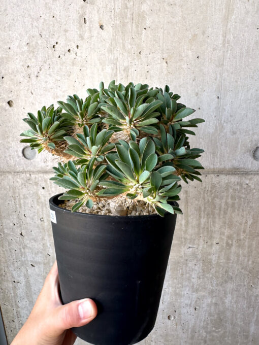 【現品限り】ユーフォルビア・ギラウミニアナ 実生 大株【AD26】 Euphorbia guillauminiana【植物】塊根植物 夏型 コーデックス - 画像 (3)