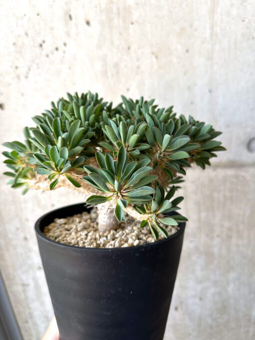 【現品限り】ユーフォルビア・ギラウミニアナ 実生 大株【AD26】 Euphorbia guillauminiana【植物】塊根植物 夏型 コーデックス - 画像 (5)