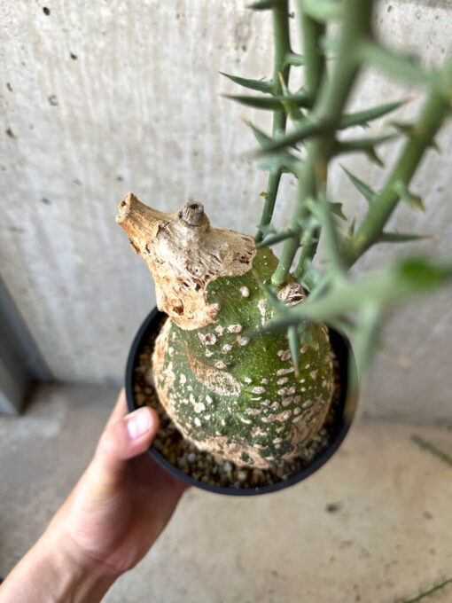 【現品限り】アデニア・グロボーサ 現地株 発根済み 3ヶ月管理【AD27】 Adenia globosa【植物】塊根植物 夏型 コーデックス - 画像 (2)