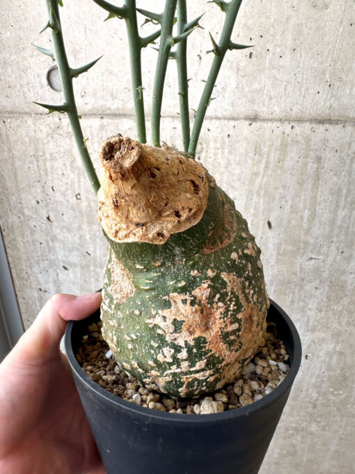 【現品限り】アデニア・グロボーサ 現地株 発根済み 3ヶ月管理【AD27】 Adenia globosa【植物】塊根植物 夏型 コーデックス - 画像 (5)