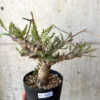 【現品限り】ボスウェリア・ネグレクタ 現地株 発根済み 良いサイズ【AD28】 Boswellia neglecta【植物】塊根植物 夏型 コーデックス