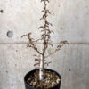 【現品限り】ボスウェリア・ナナ × アスプレニフォリア 実生【AD29】 Boswellia nana x asplenifolia【植物】塊根植物 夏型 コーデックス